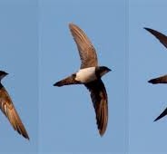 Swifts are back – cue the music!