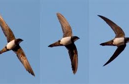 Swifts are back – cue the music!